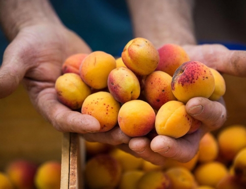 Barossa Farmers Market
